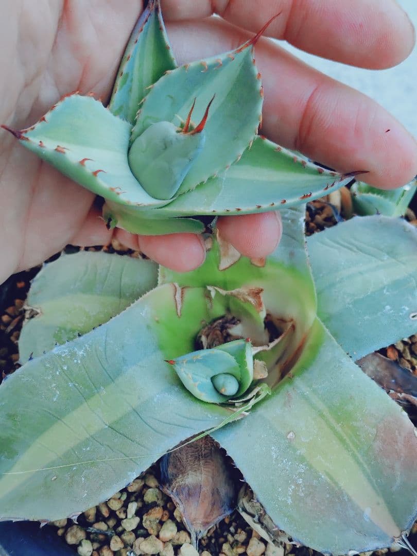 アガベ　パリー　ジャックポット　トランカータ　子株