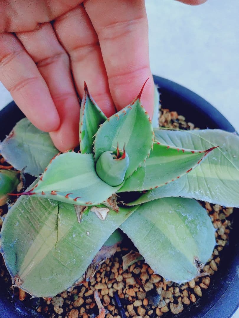 アガベ　パリー　ジャックポット　トランカータ　子株