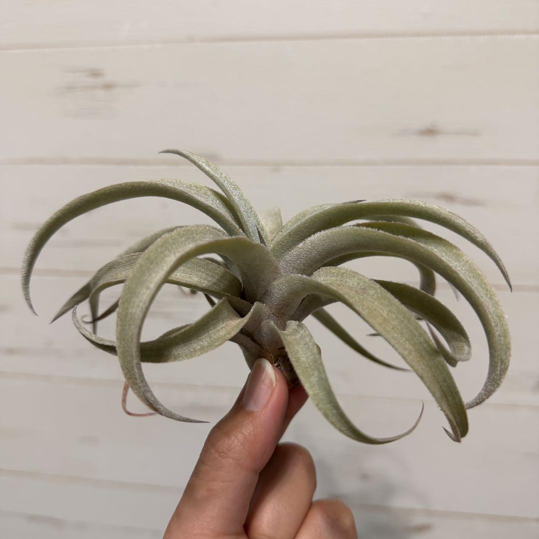ブロメリア・エアープランツ Tillandsia mima var. mima White Variety
