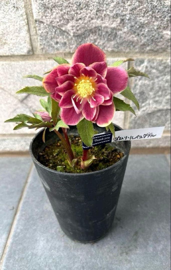 ま*い様 希少‼︎広瀬園芸【斑入りソレイユ】開花株