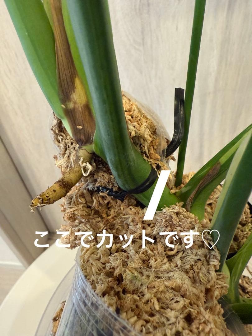 モンステラ・ポトス Monstera Mint \"Green on Green\"