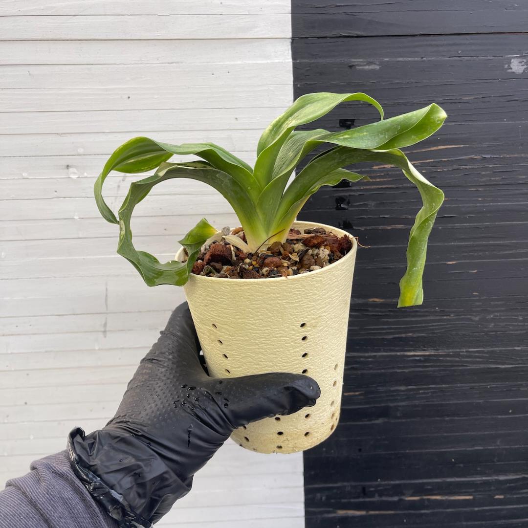 万年青　「春雪」　オモト 徳川家康　開運