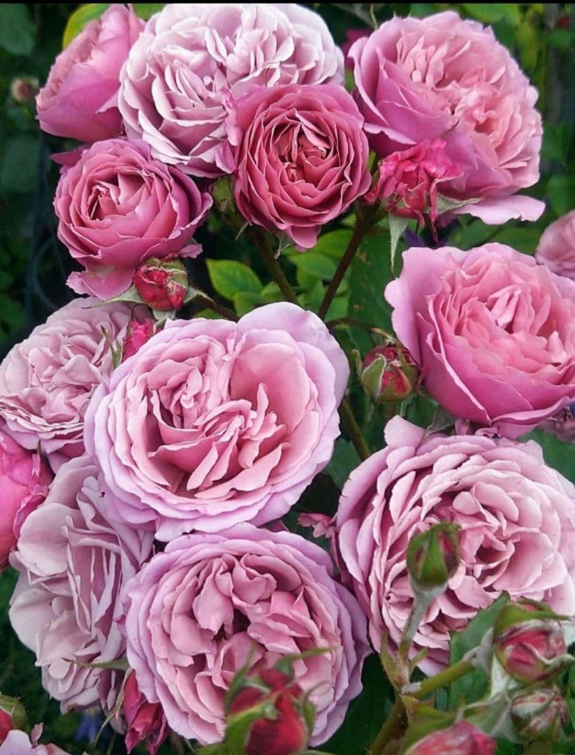 和バラ　あお〇　接木大苗　入手困難　希少　四季咲き　バラ　苗