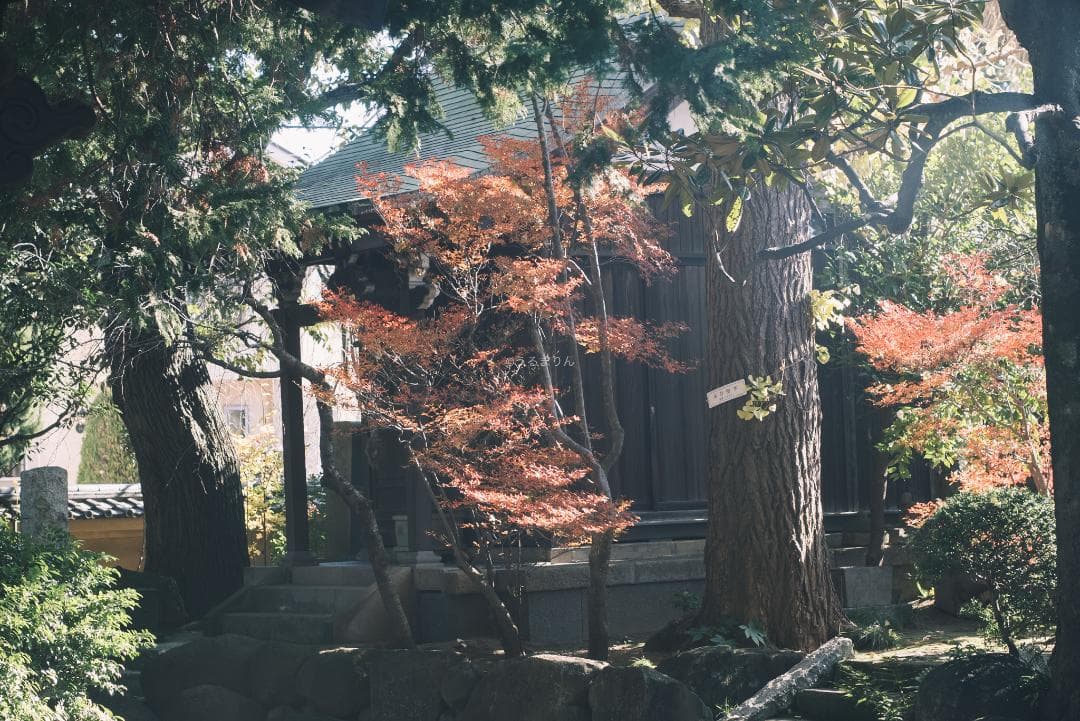 良品！木村文乃使用モデル！Leica Elmarit 90mm F2.8