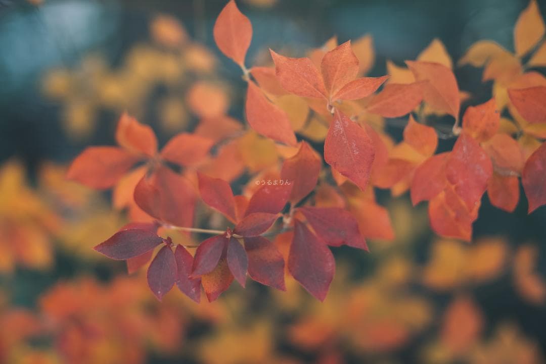 良品！木村文乃使用モデル！Leica Elmarit 90mm F2.8