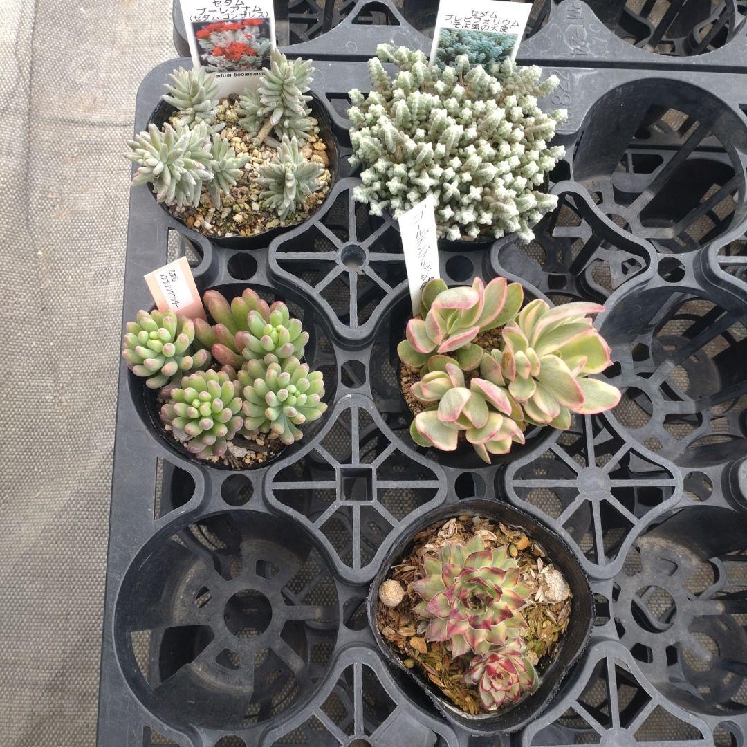 木曜発送 カエルさん専用