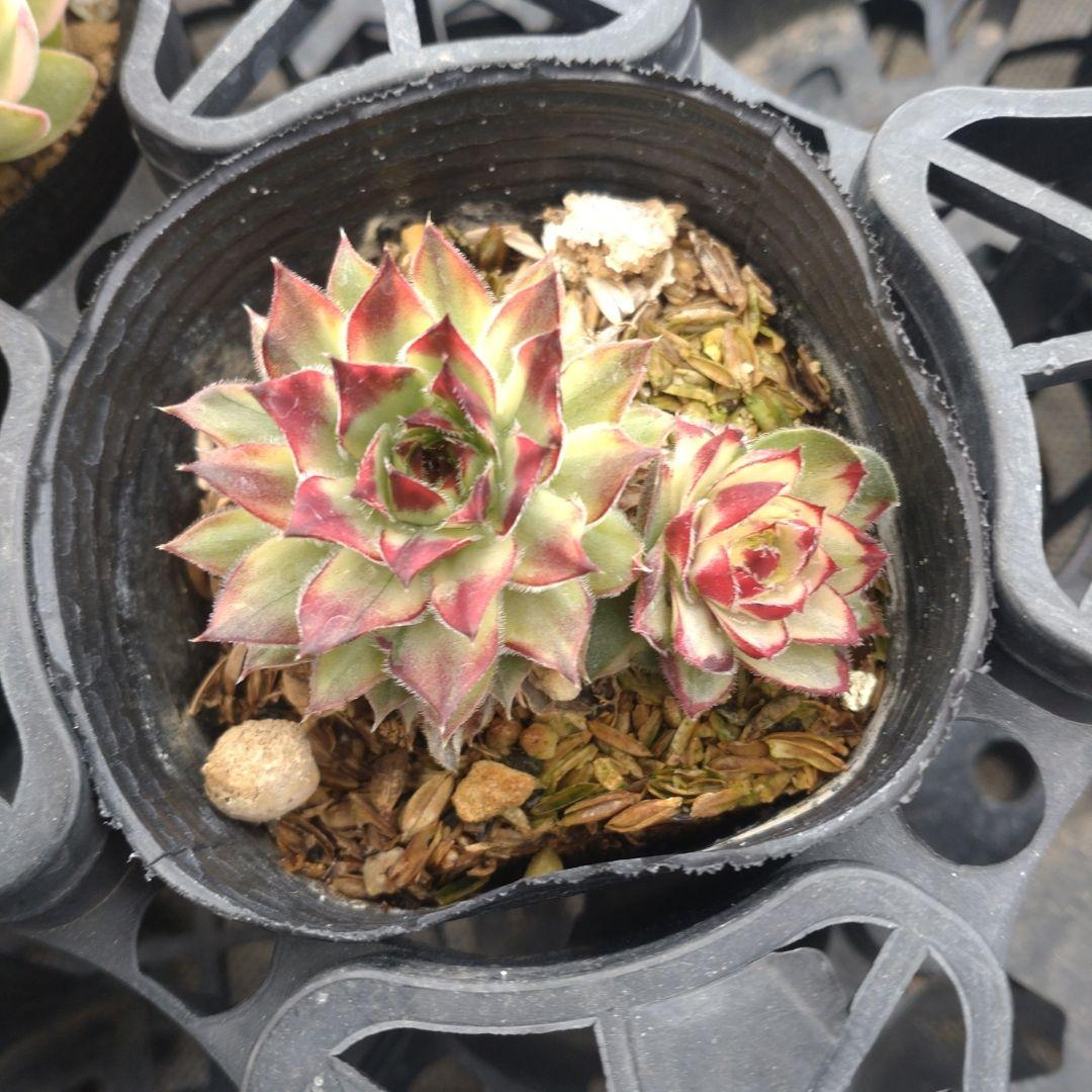 木曜発送 カエルさん専用