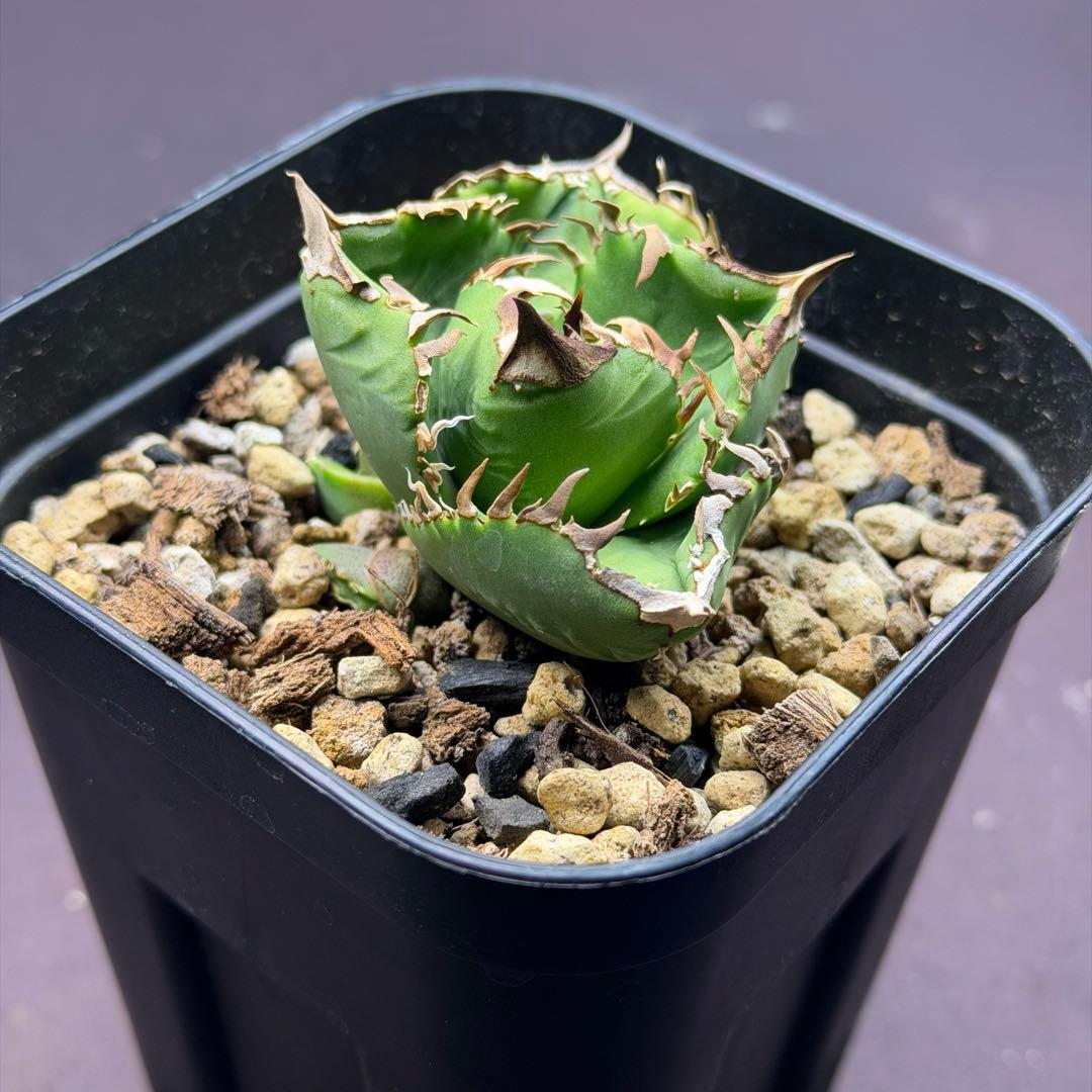 ドベクラ　クラウン　皇冠　子株二つ付き　抜き苗配送