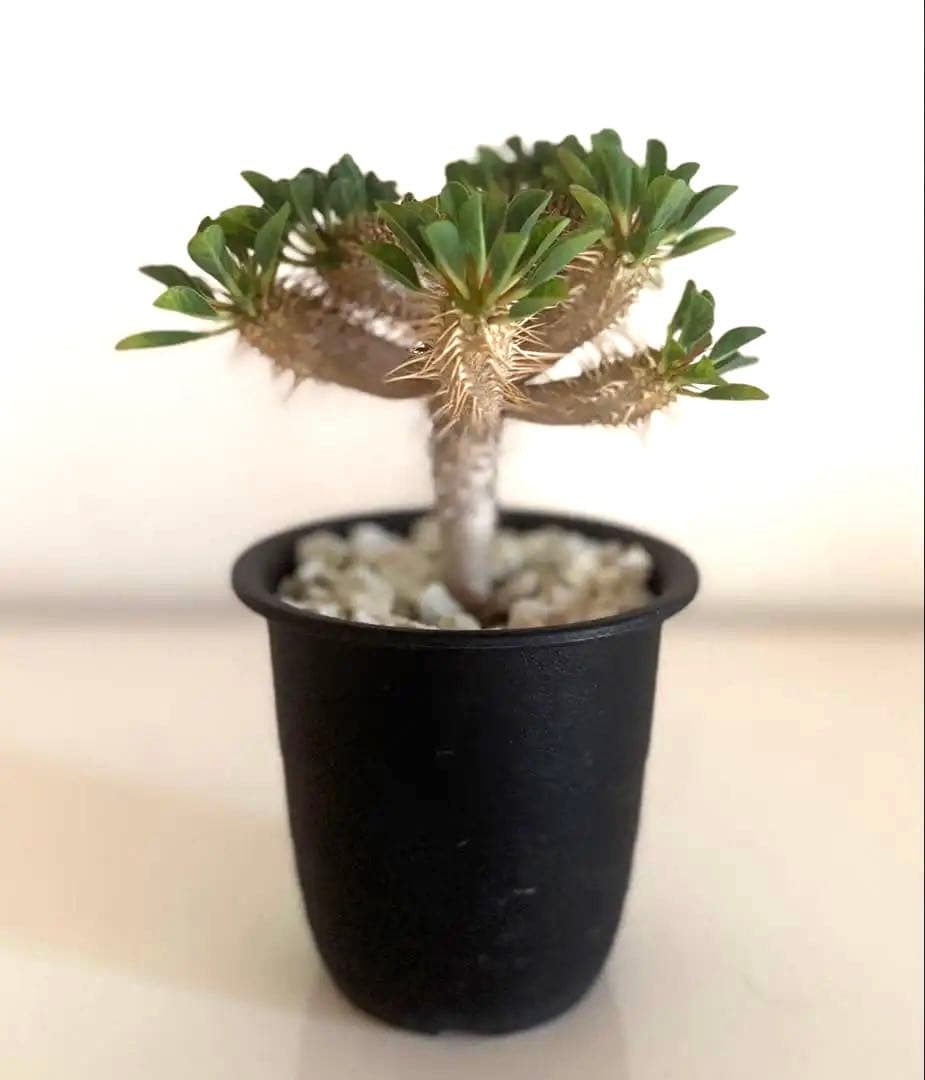 【綴化ver.】ユーフォルビア☆ギラウミニアナ