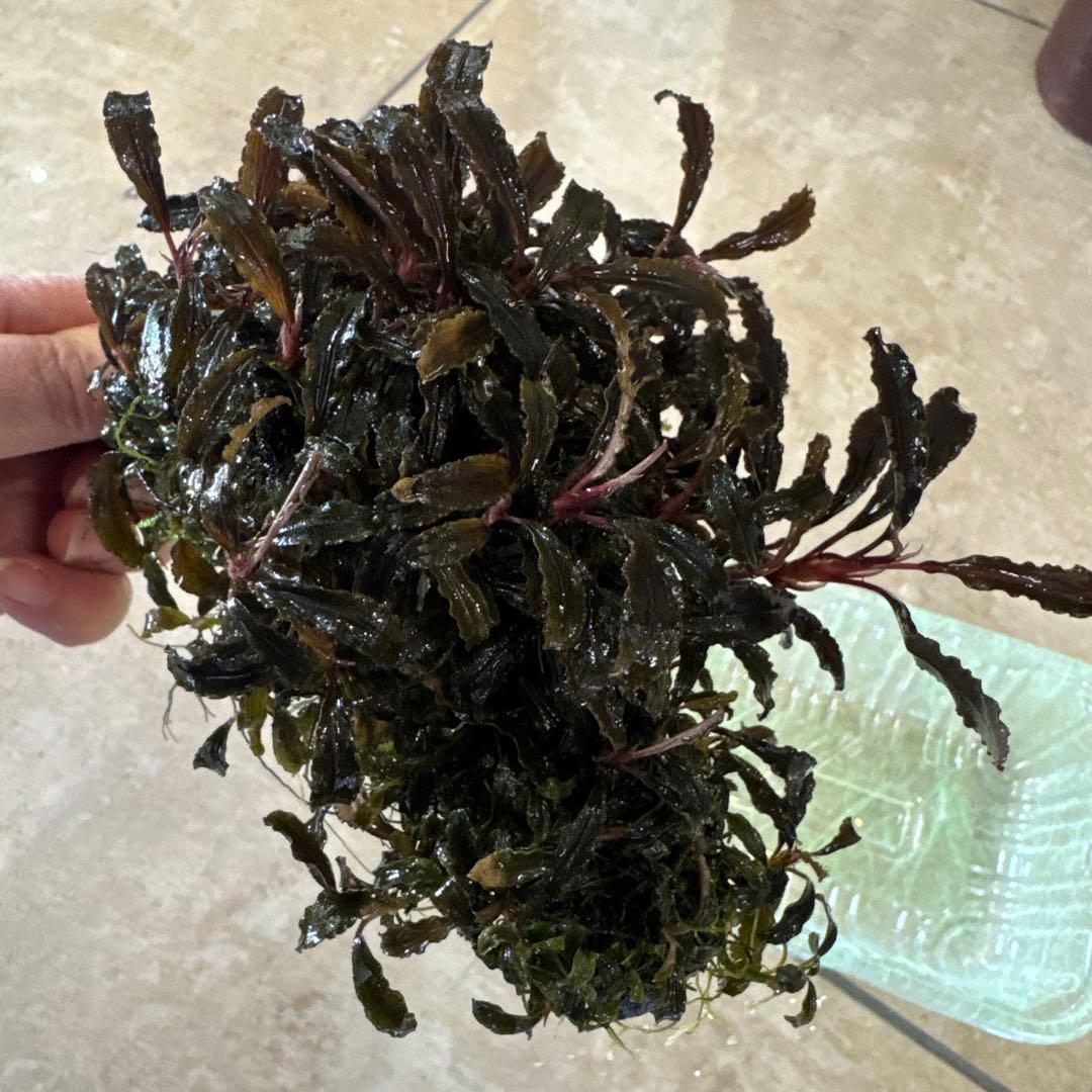 専用ゆうゆうメルカリ便ブセファランドラ クダガン 約３０株くらい