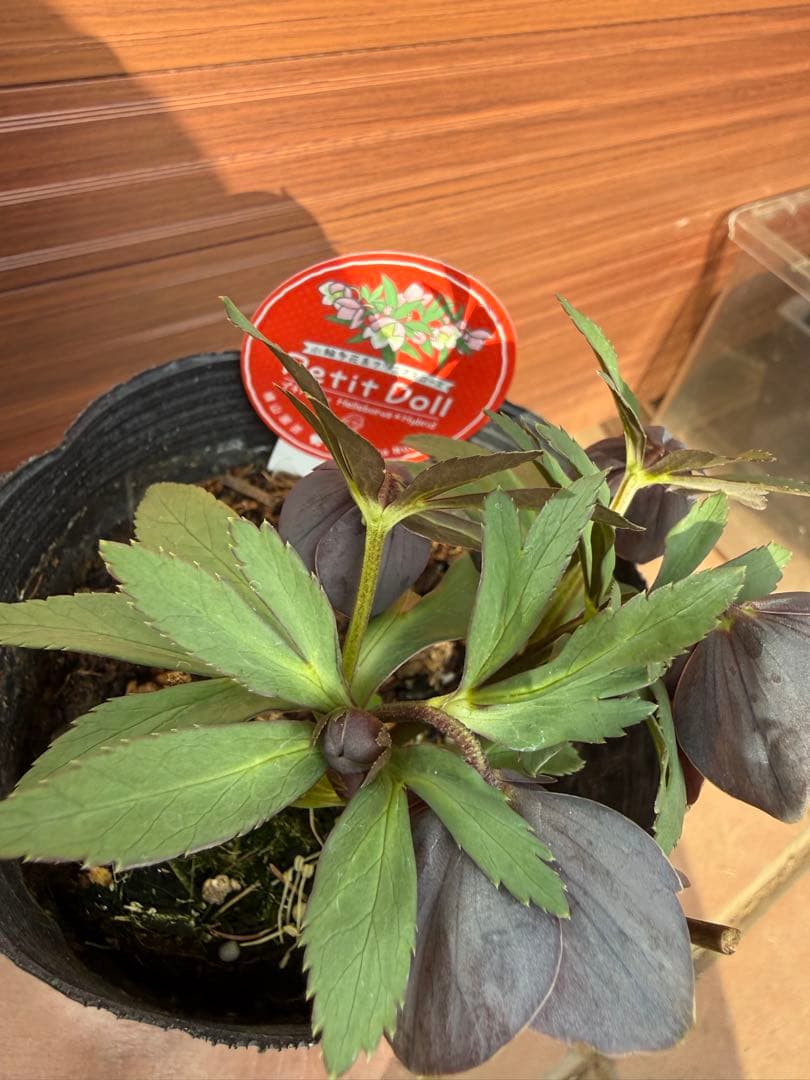 【未株分】横山園芸 クリスマスローズ プチドールシリーズ 原種系 ブルーグレー