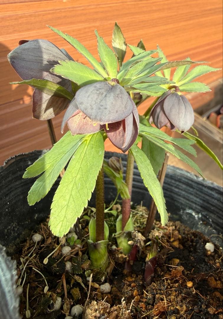 【未株分】横山園芸 クリスマスローズ プチドールシリーズ 原種系 ブルーグレー