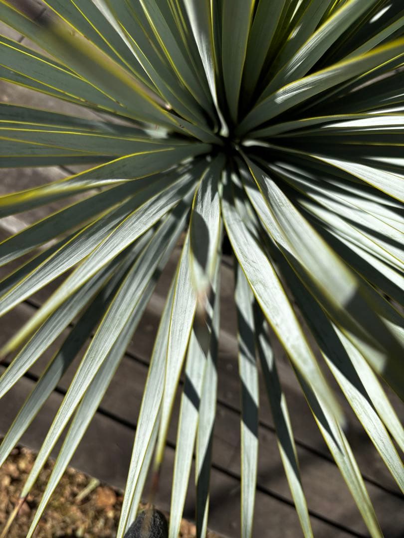 いぬ　ユッカ　マルデヌベス　ロストラータバージョン　タグ付き