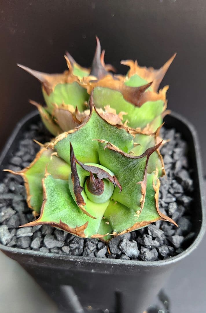 Dennis040　キングアーサー同血統　ダブルヘッド　アガベ　オテロイ