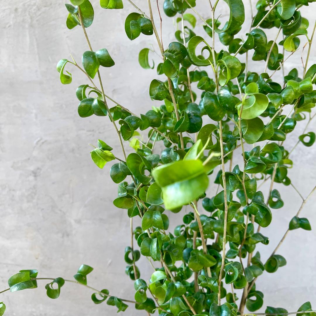 フィカス　ベンジャミン　バロック　陶器鉢　植え込み発送