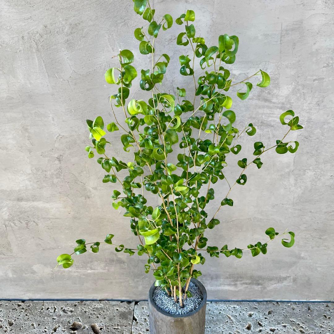 フィカス　ベンジャミン　バロック　陶器鉢　植え込み発送