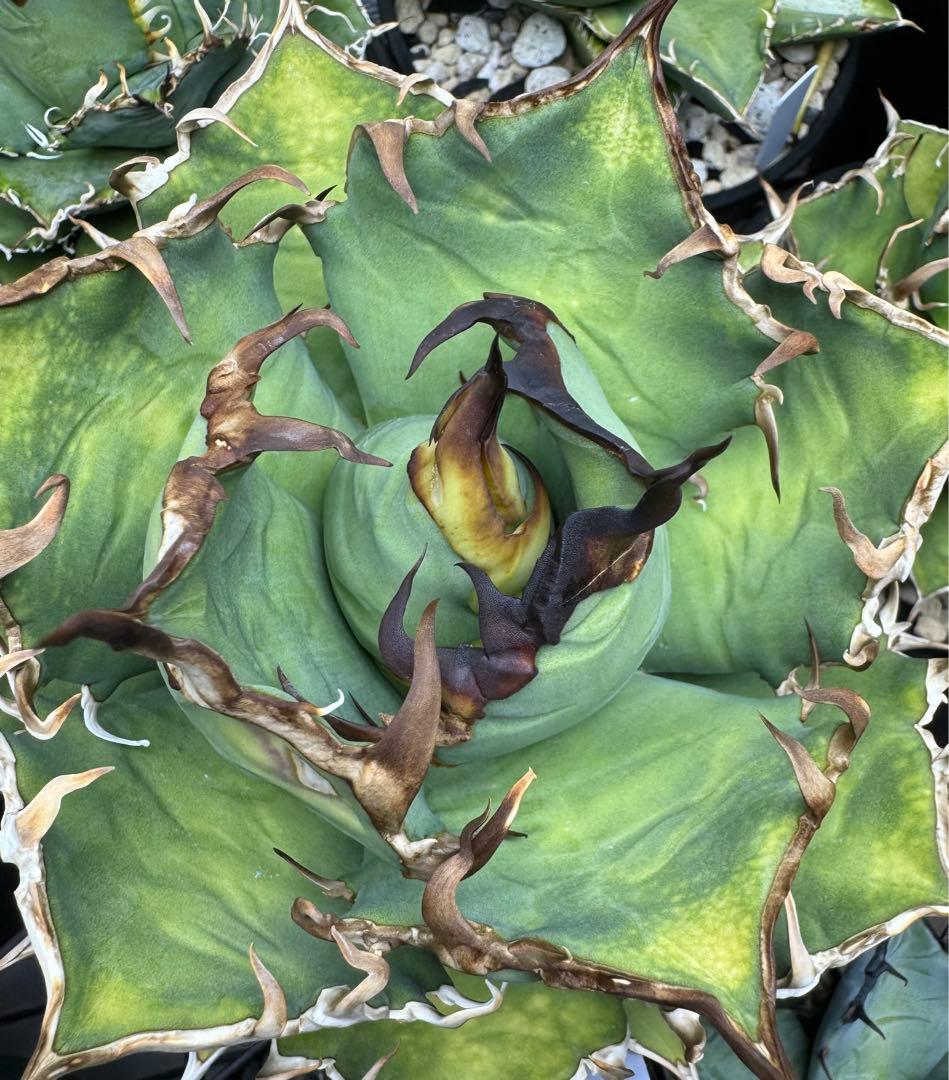 【親株】アガベ チタノタ シーザー