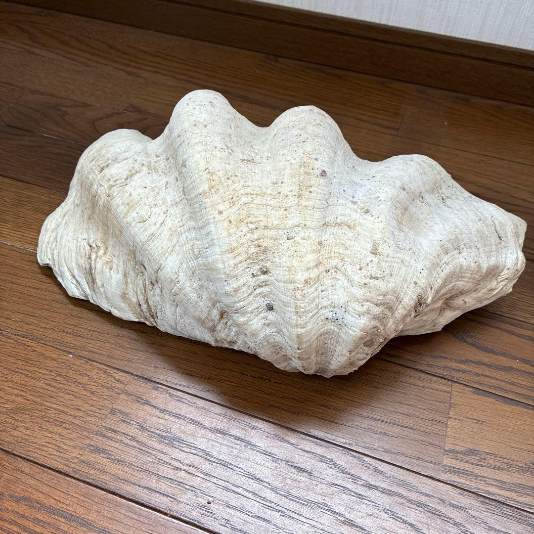 オオシャコガイ シャコ貝 約40×25ｃｍ 希少 天然
