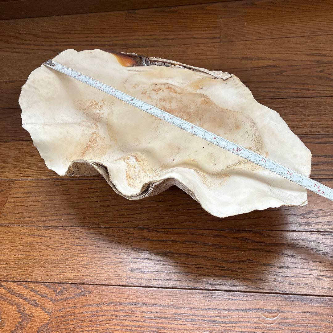 オオシャコガイ シャコ貝 約40×25ｃｍ 希少 天然