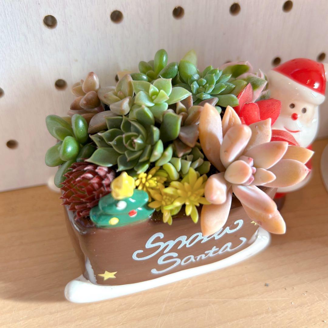 メルカリ便♫多肉植物寄せ植え♫そのまま飾れる♫わんちゃんクリスマスセット