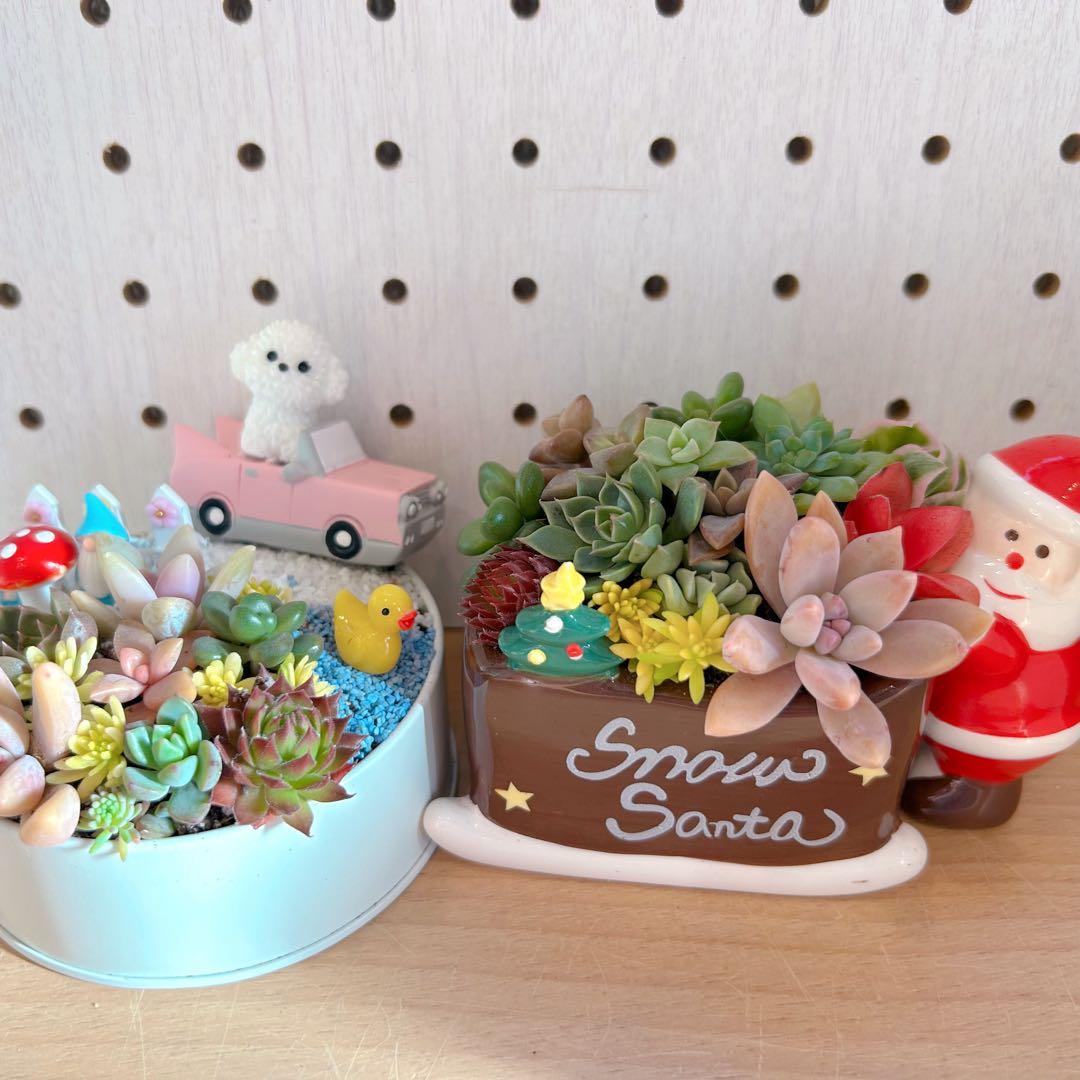メルカリ便♫多肉植物寄せ植え♫そのまま飾れる♫わんちゃんクリスマスセット