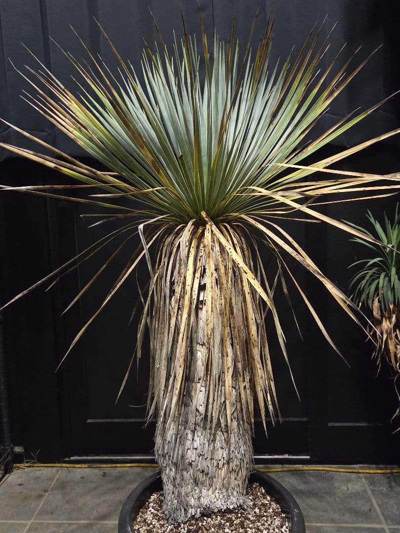 ユッカ ロストラータ 太株 (せ)