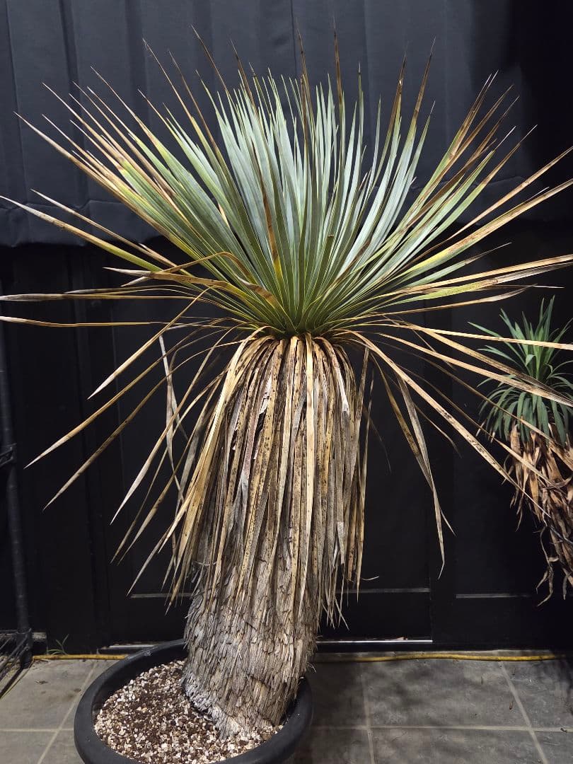 ユッカ ロストラータ 太株 (せ)