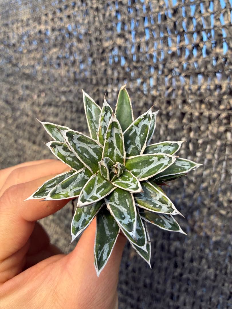 アガベ 姫笹の雪　ライムグリーン斑入り　美株