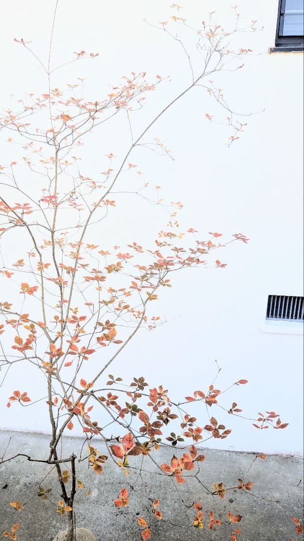 鮮美透涼。山採りドウダンツツジ。