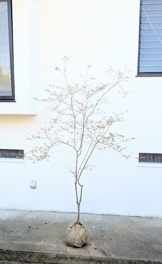 鮮美透涼。山採りドウダンツツジ。