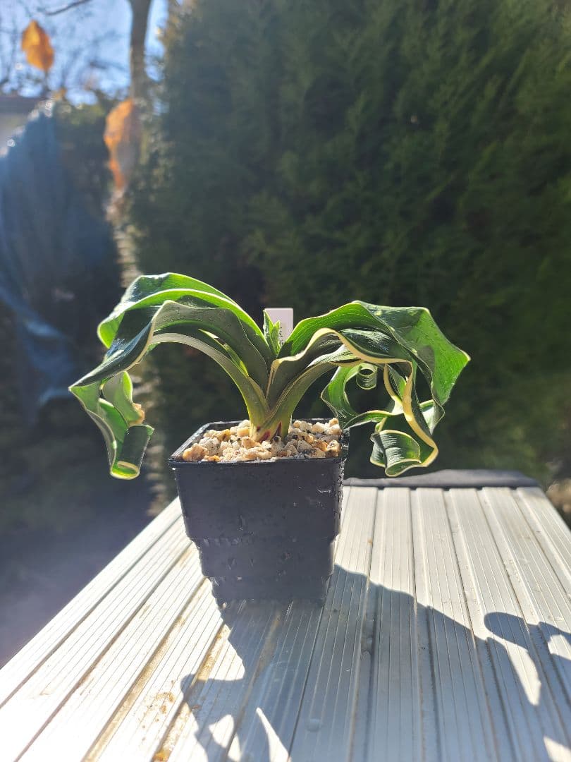 Mliさん専用　金鶏、玉獅子セット