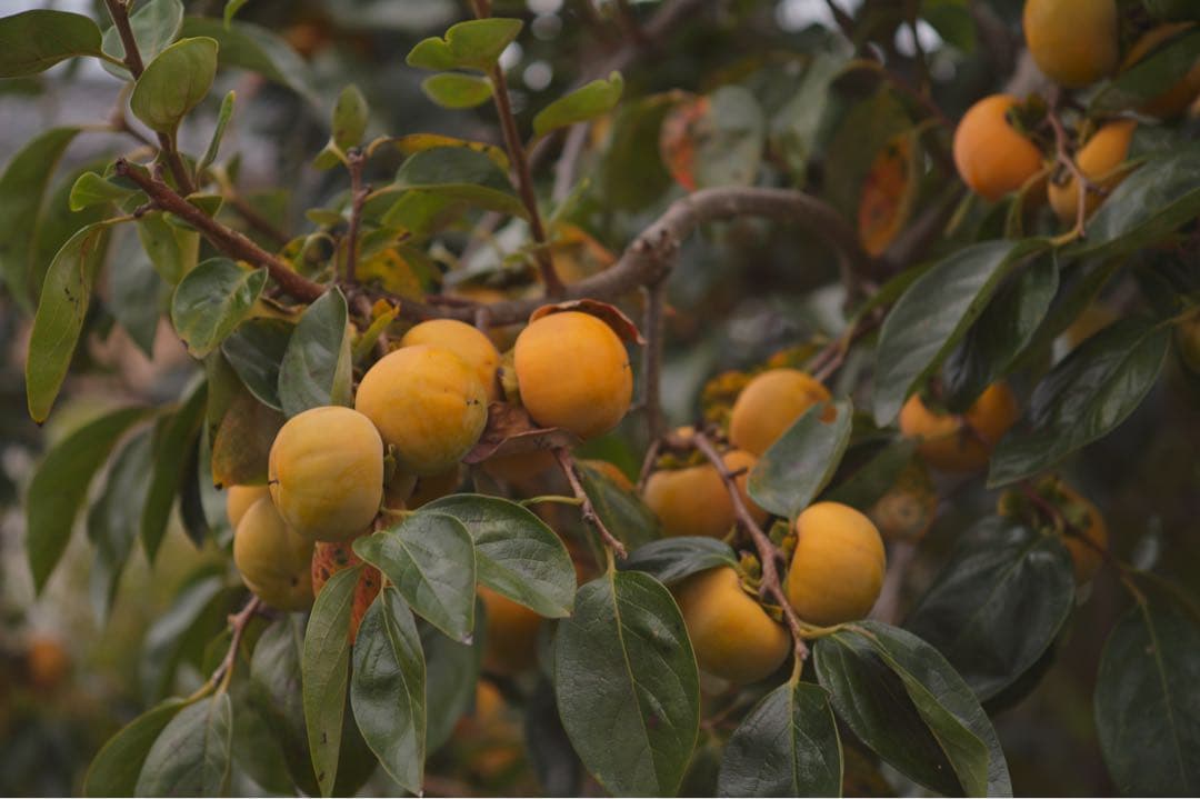 ミノルタ ROKKOR 90mm F4（Leica用）シングルヘリコイド仕様