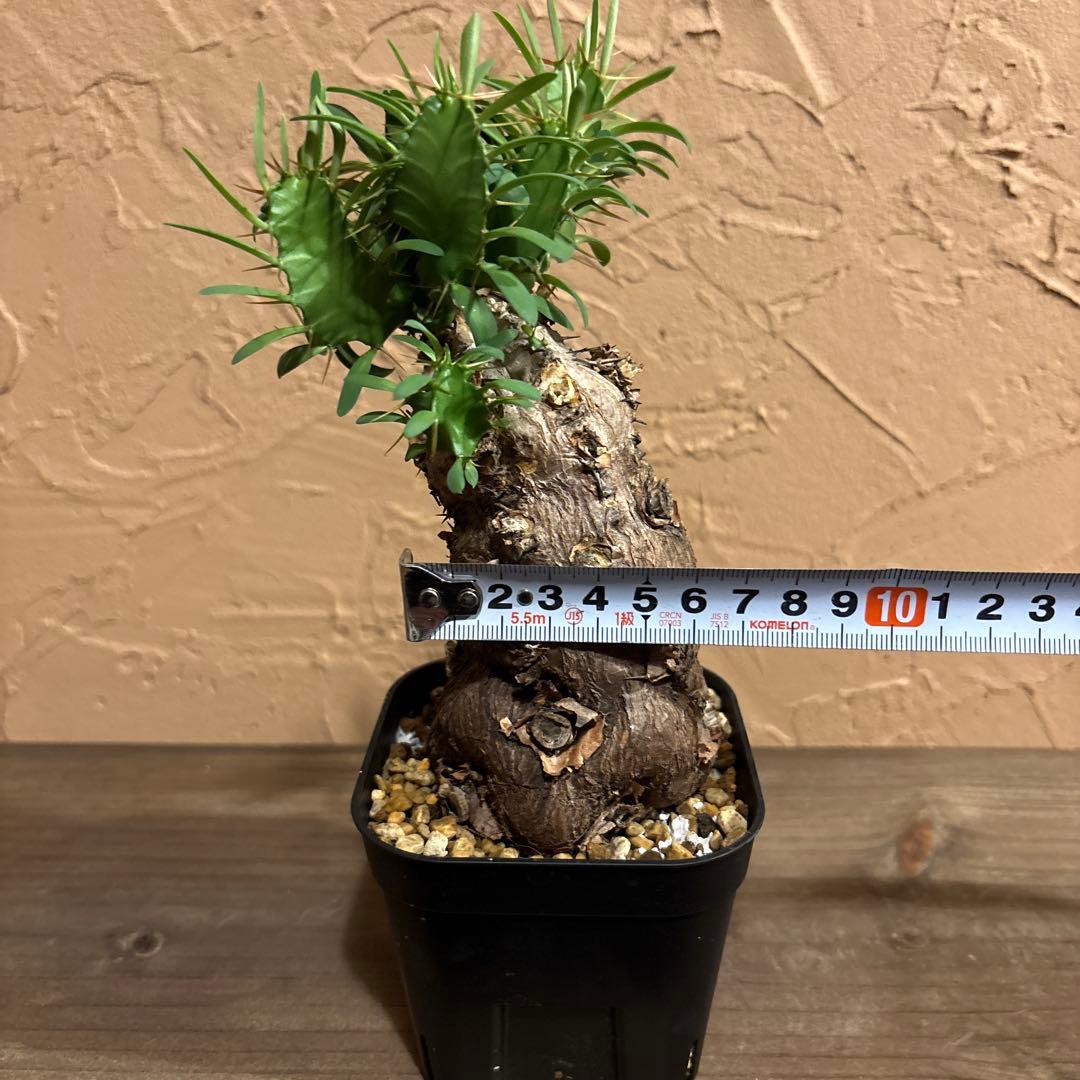 【希少発根済み】ユーフォルビア ムランジーナ コンパクト現地球