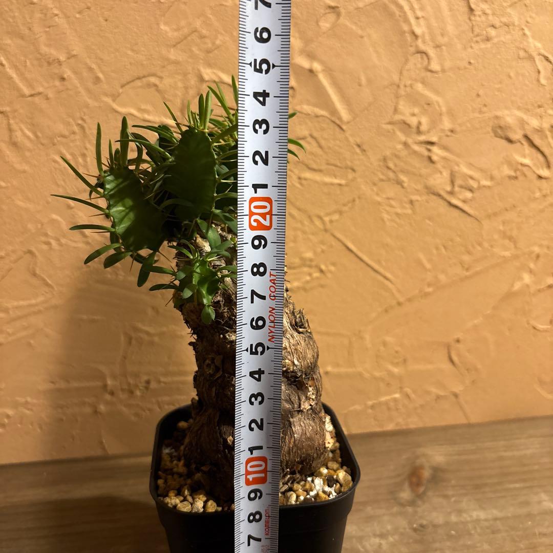 【希少発根済み】ユーフォルビア ムランジーナ コンパクト現地球