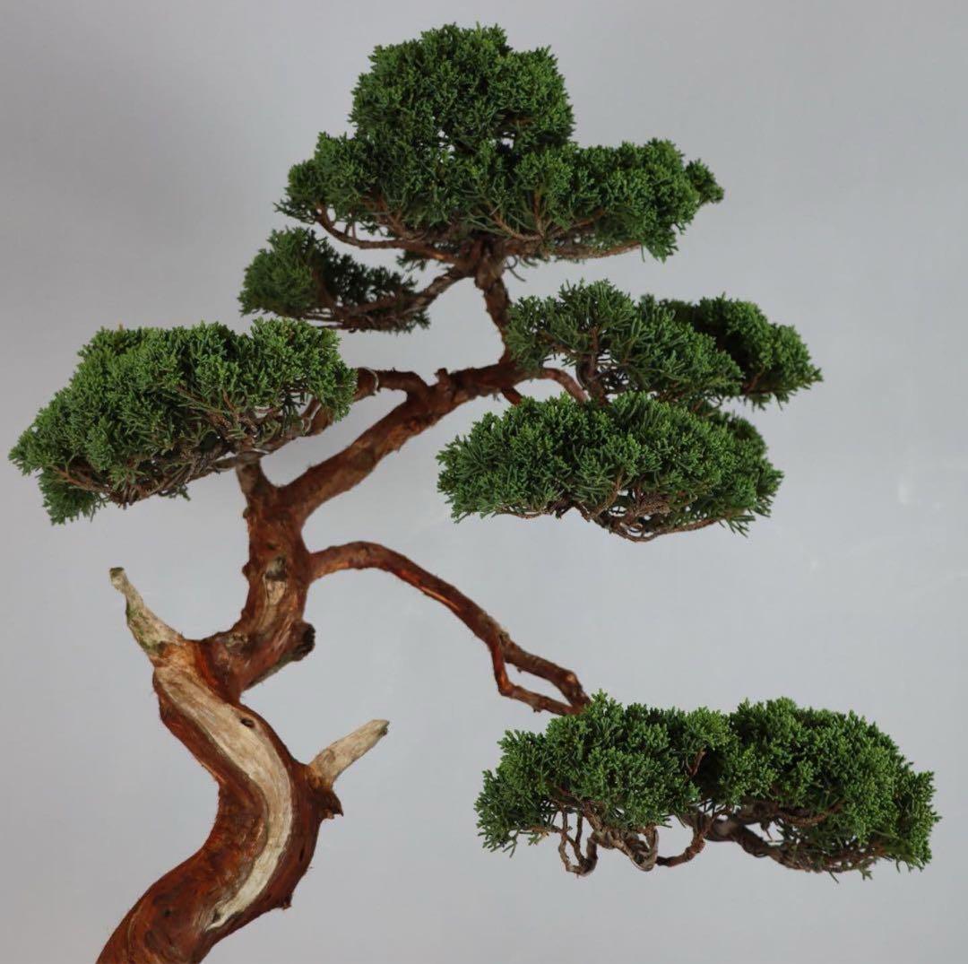 【セール】盆栽(糸魚川真柏/大品)