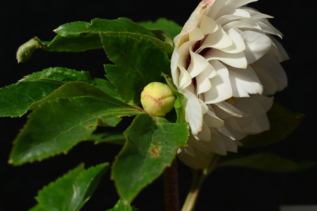 クリスマスローズ　認定ディオーネホワイトフラッシュ　加藤農園