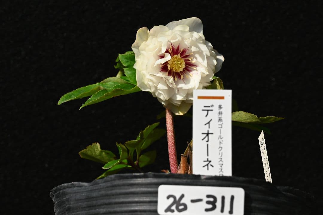 クリスマスローズ　認定ディオーネホワイトフラッシュ　加藤農園