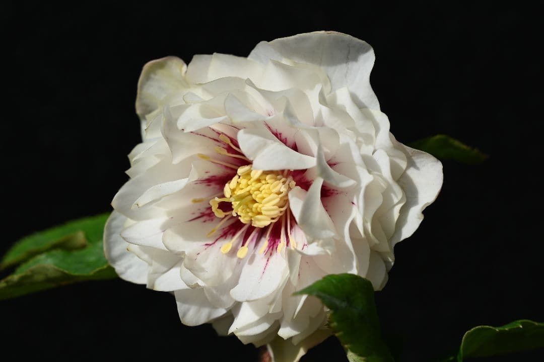 クリスマスローズ　認定ディオーネホワイトフラッシュ　加藤農園