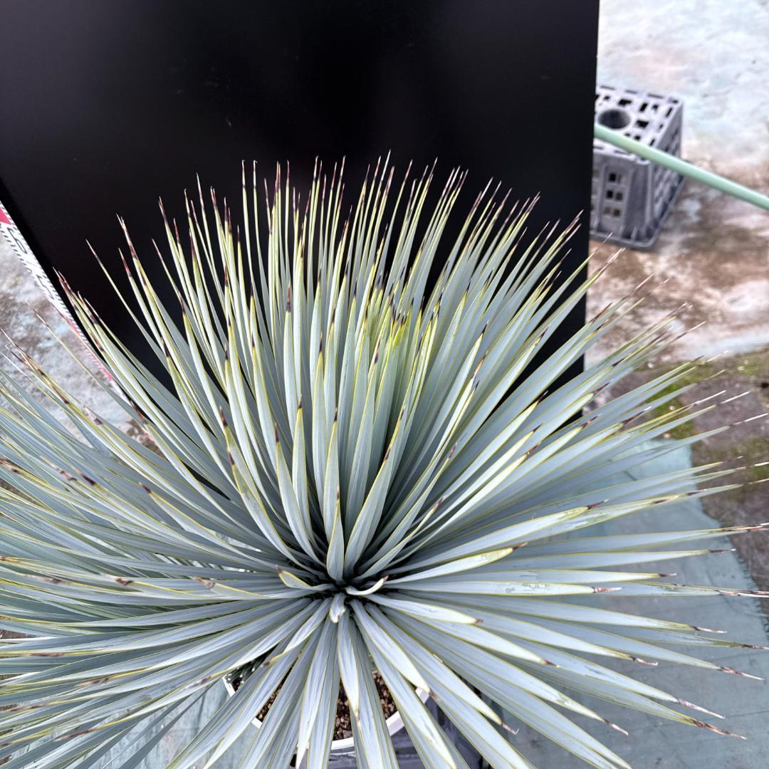 【AL1163】ユッカ　ロストラータ