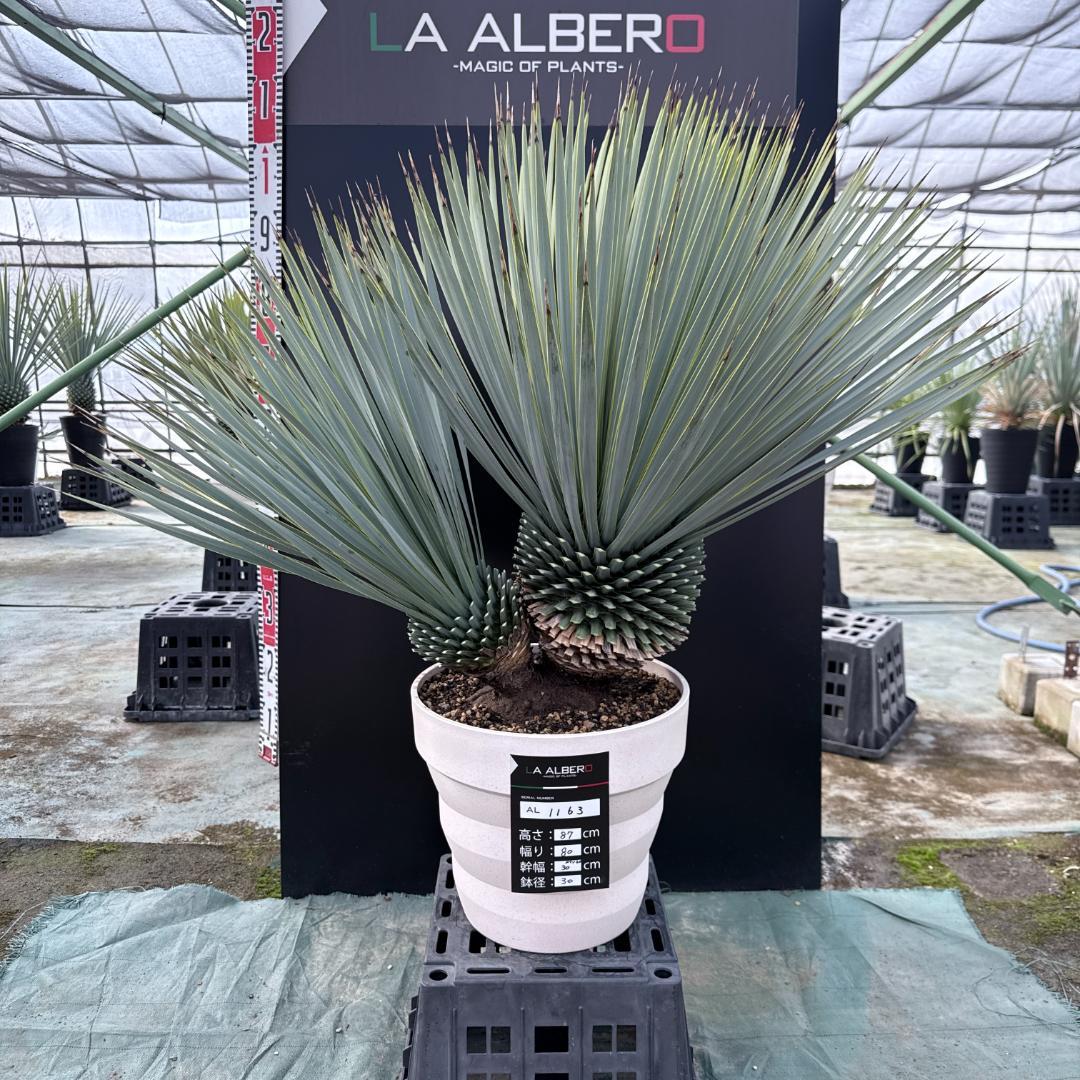 【AL1163】ユッカ　ロストラータ