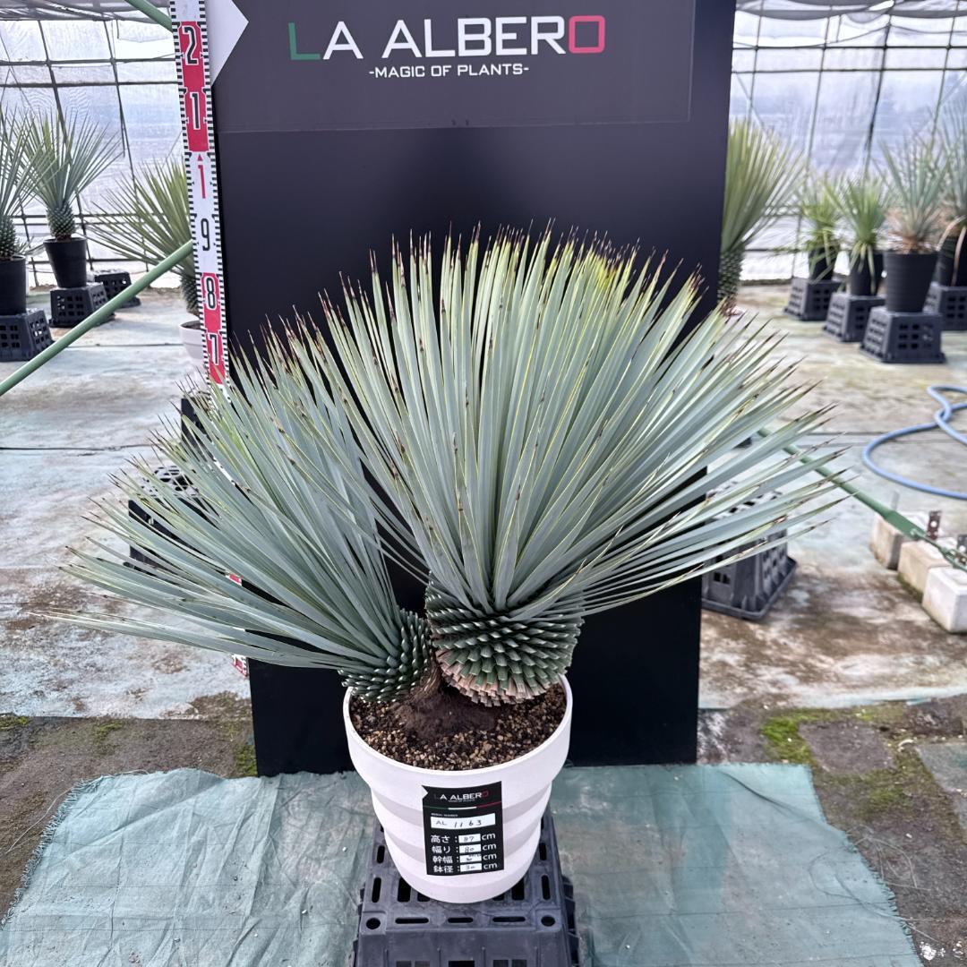 【AL1163】ユッカ　ロストラータ