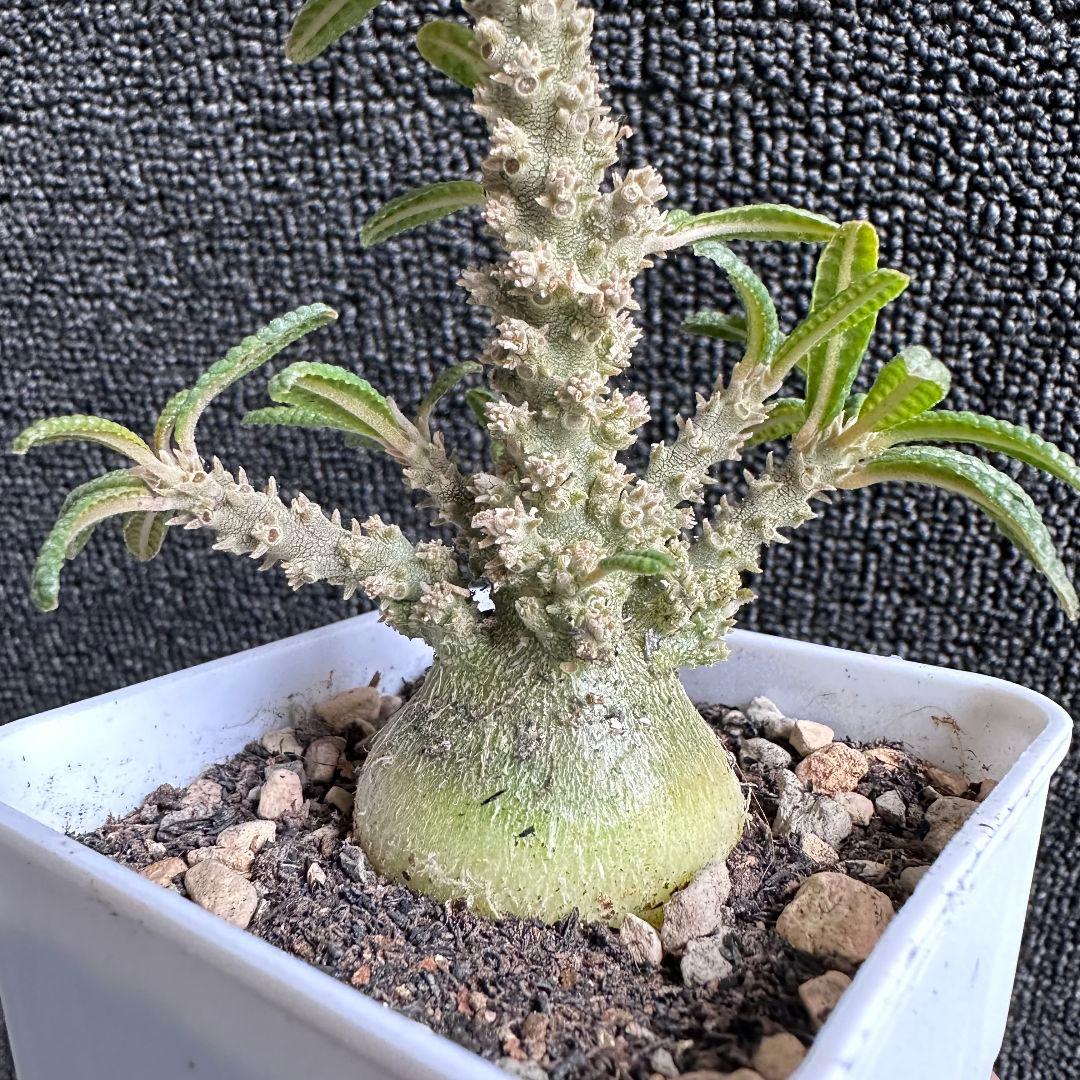 塊根植物 ドルステニア ギガス　ブラータ 塊根肥大 本場 実生株【落ち葉です】