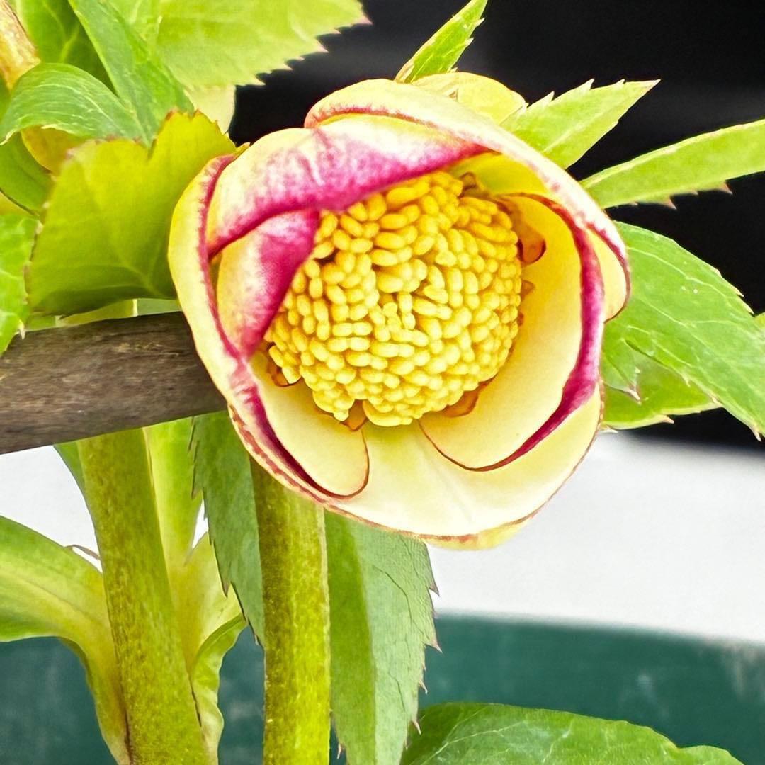 ヘ*6様 571☘️花蕾付☘️⭐️糸ピコSD⭐️イエローフジタ⭐️小輪⭐️オーレ