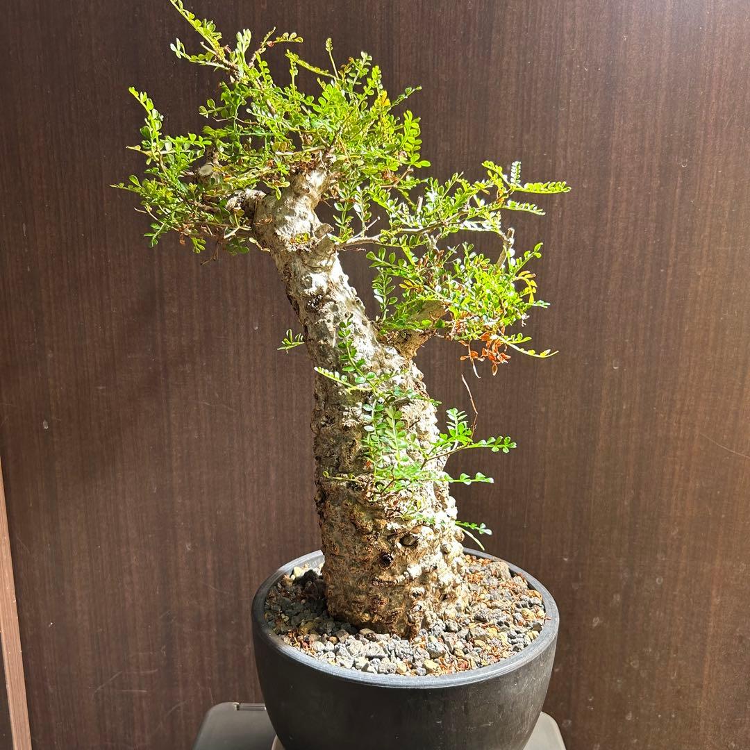 【美大株】パキプス オペルクリカリア パキプス 現地球 発根済み