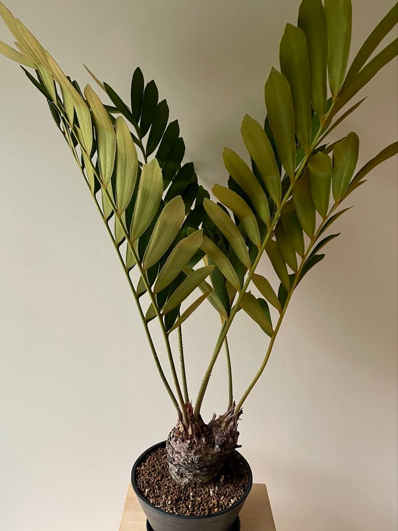 ザミア　フルフラセア　多頭　大株　希少　メキシコソテツ　ヒロハザミア