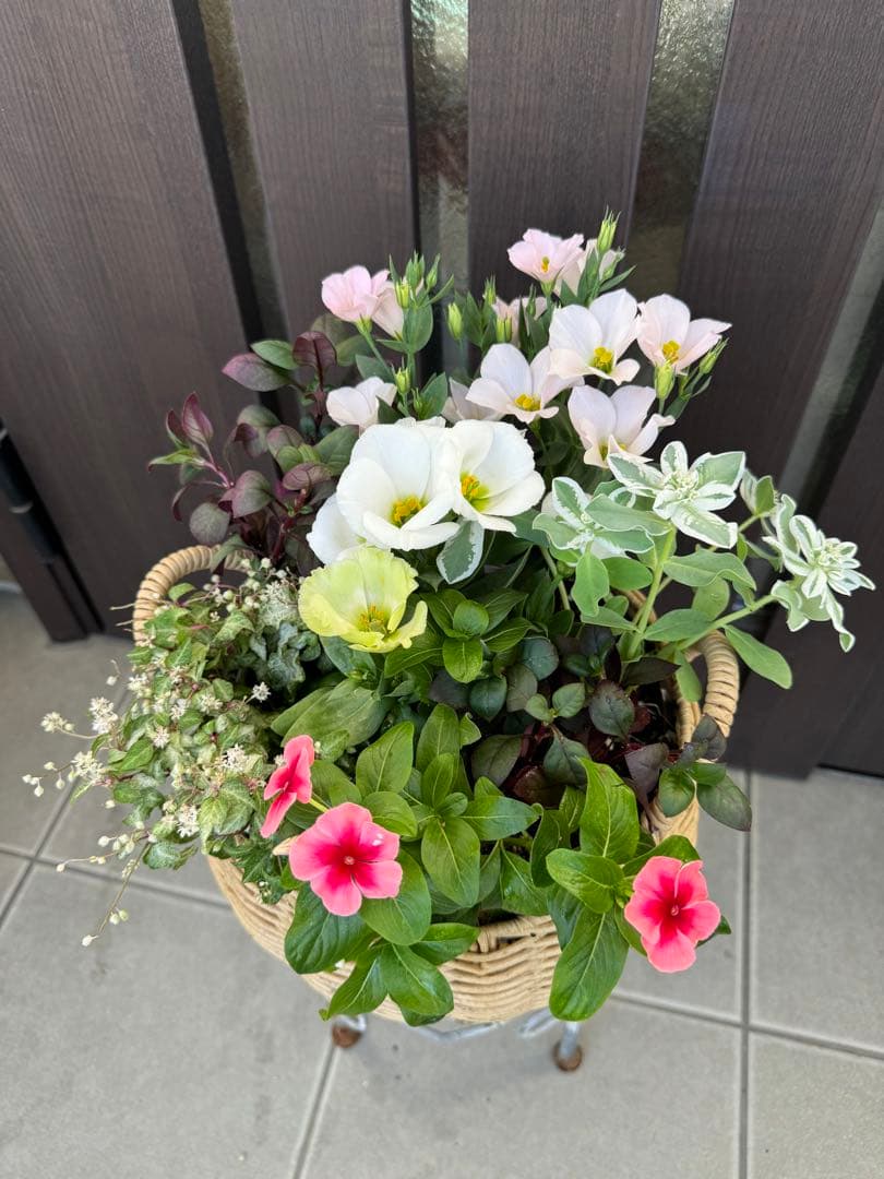 寄せ植え　花■秋の寄せ植え