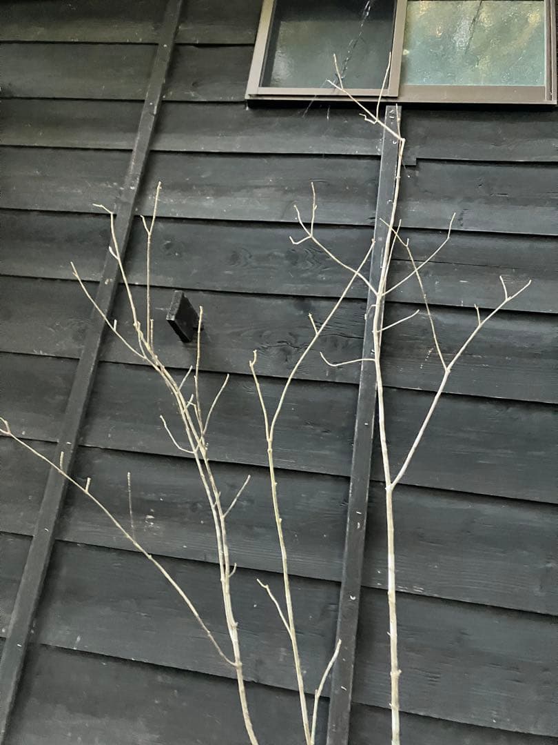 301 山採り　アオダモ