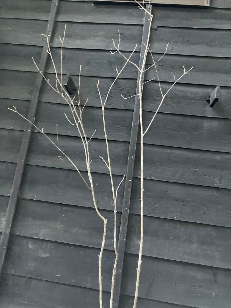 301 山採り　アオダモ