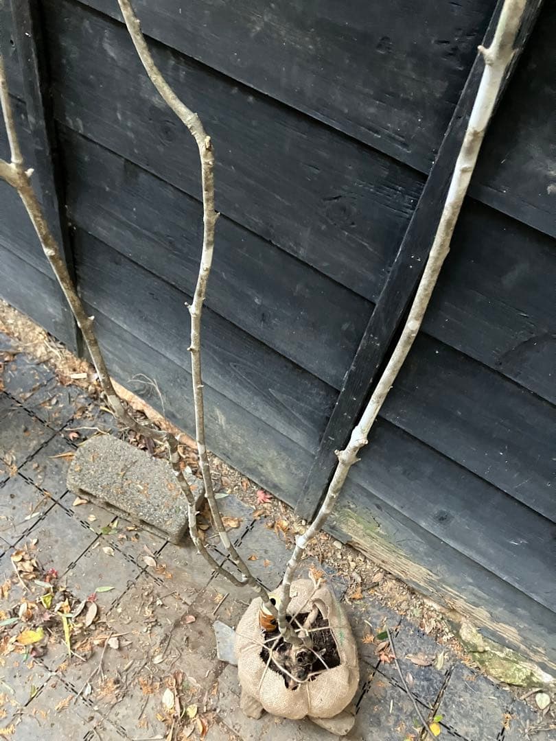 301 山採り　アオダモ