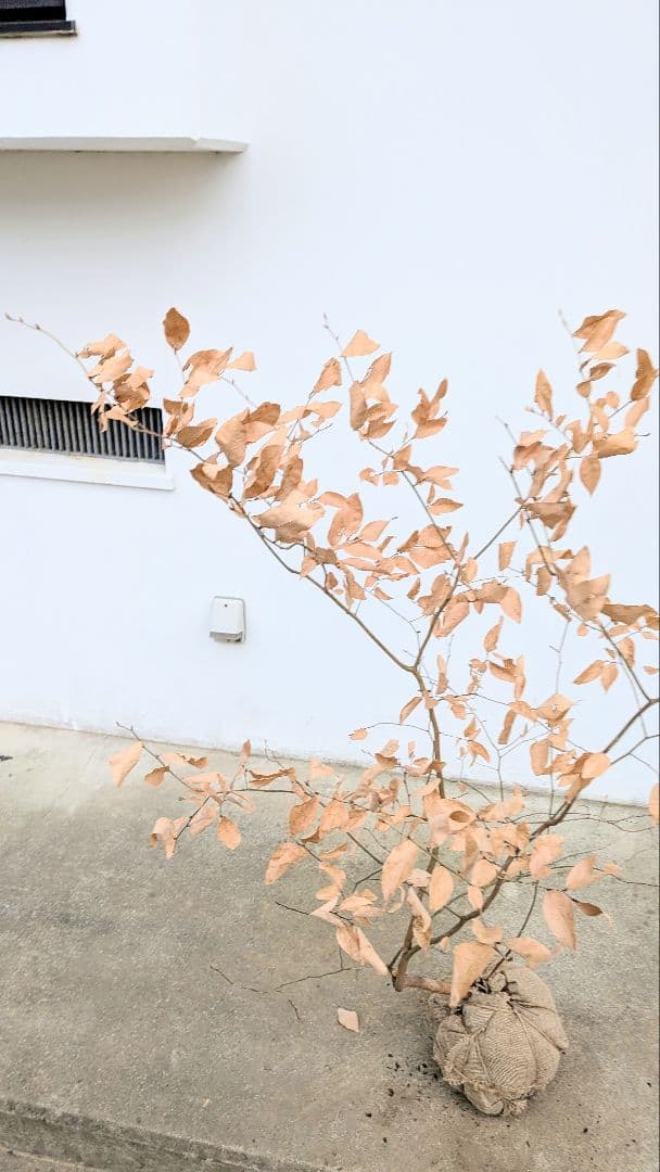 暖色。山採りヤマコウバシ。